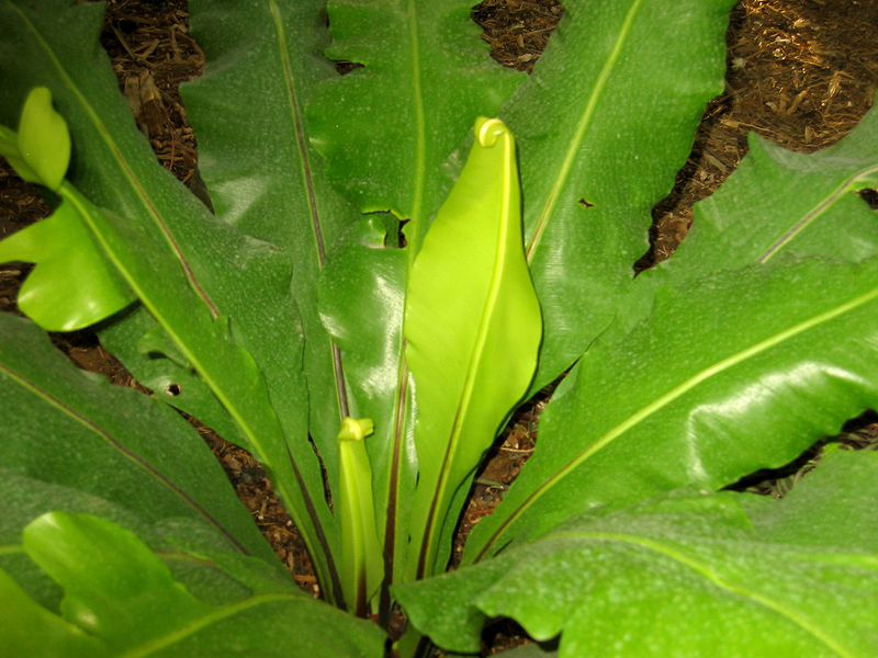 Bird's Nest Fern